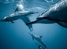 kaiyun官方网站-米兰冬奥中国军团划定冲金版图